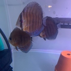 熱帯魚