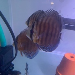 熱帯魚の画像