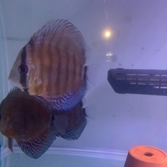 熱帯魚の画像