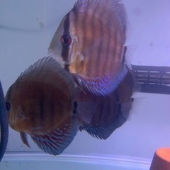 熱帯魚の画像