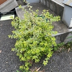[植物売ります] アベリア グランディフローラ ラディアンス