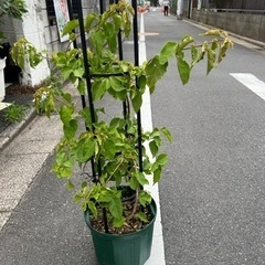 [植物売ります] ブーゲンビレア