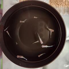 メダカ アルビノ種「王妃」の稚魚の画像