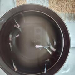 メダカ アルビノ種「王妃」の稚魚の画像