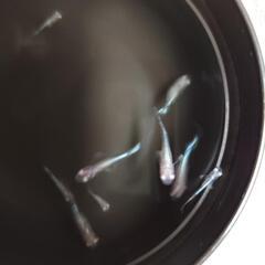 メダカ アルビノ種「王妃」の稚魚の画像