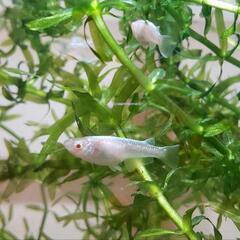 メダカ アルビノ種「王妃」の稚魚の画像