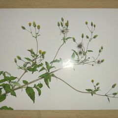 郵便はがき　植物画　2枚の画像