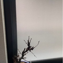 ボケの花‎🤍白‎🤍28日までの画像