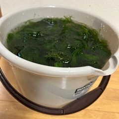 水草　マツモの画像