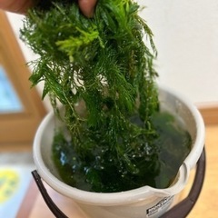 水草　マツモの画像