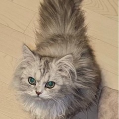 エキゾチックとペルシャのハーフ君