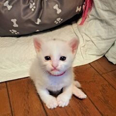 生後１ヶ月の白い毛玉ちゃんです