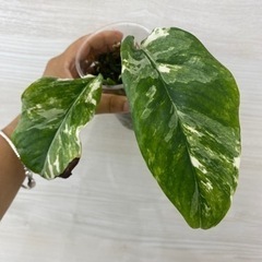 モンステラ　レクレリアナ 植物
