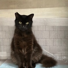 カッコいい‼️少し長毛の黒猫❗️陸くん