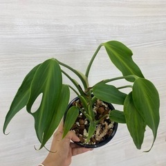 モンステラ バール マルクス フレイム植物