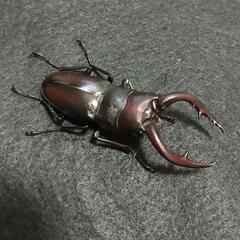 「取引中…」ノコギリクワガタ 成虫ペア