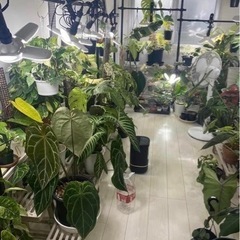 モンステラ バール マルクス フレイム植物の画像