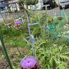大きな紫色のお花の画像