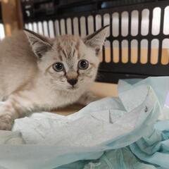 垂れ目が可愛い乙女な淡いブルーアイのトラ柄シャム猫ちゃん