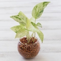 手ぶらでOK✨初心者向け✨ハイドロカルチャーを作ってみませんか？
