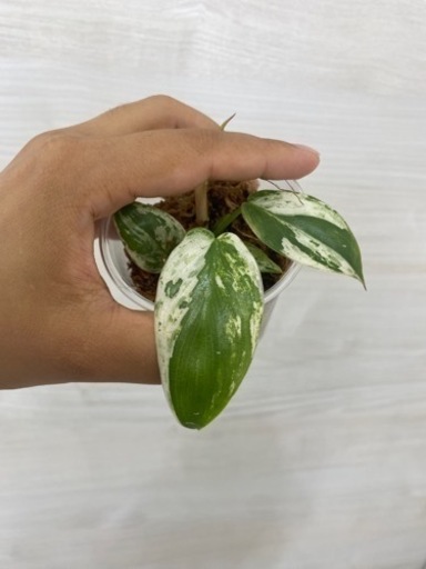 フィロデンドロン　イルセマニー 植物