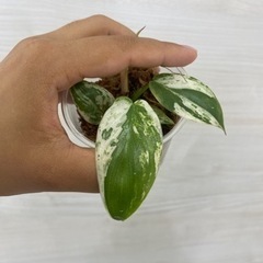 フィロデンドロン イルセマニー 植物