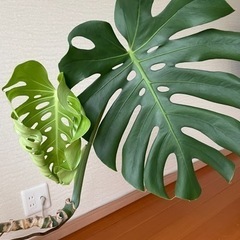 心屋仁之助の会