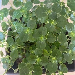 観葉植物