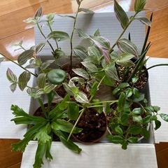 【お取引き中】ミニ観葉植物5点