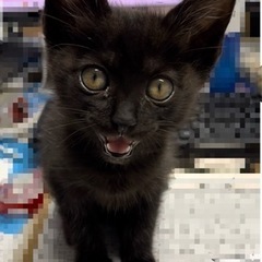 急募！！黒猫🐈‍⬛
