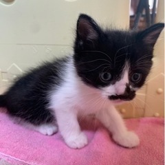 生後1ヶ月仔猫譲ります