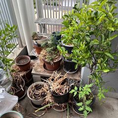 【千代田区、中央区】植木鉢、土、園芸用品の回収処分はカモミールにお任せください - 千代田区