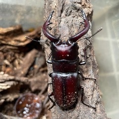 ノコギリクワガタ雄