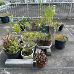 【文京区、台東区】植木鉢、土、園芸用品の回収処分はカモミールにお任せください。1袋880円~ - 文京区