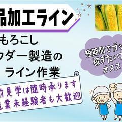【短期♪】トウモロコシ加工-日勤-〈訓子府〉