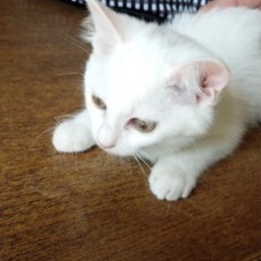 神の子？？犬山成田山で保護した白子猫