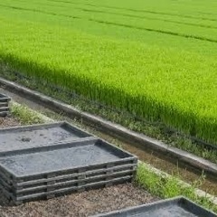 苗箱、田植え、掃除済み