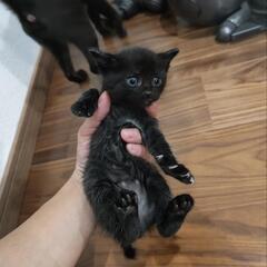 野良猫から産まれた子猫(黒猫オス)