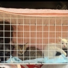 子猫の里親募集中