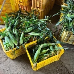 朝採れ　とうもろこし・羽だし品の画像