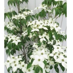 シンボルツリーでヤマボウシ•ソヨゴを植えられた方