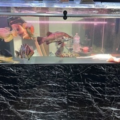 美品
1800.600.600水槽　　底面黒　上部濾過の画像