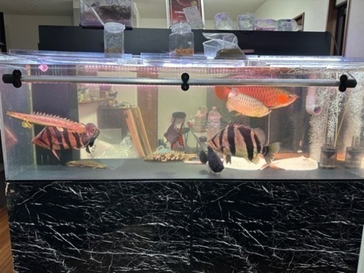 美品
1800.600.600水槽　　底面黒　上部濾過