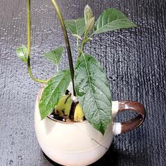 強力助っ人追加！！ガラクタ同志の画像