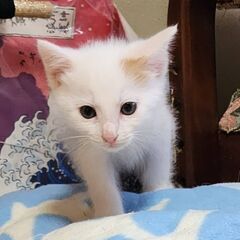 里親さん決まりました！ありがとうございました！寄ってきてゴロゴロ...