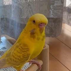 インコを逃してしまいました