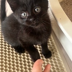 黒色子猫の里親募集