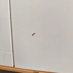 おもちゃ おもちゃ ままごとの画像