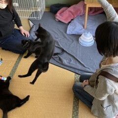 保護ハウスボランティア＆犬猫の預かりさん募集！ - 岡山市