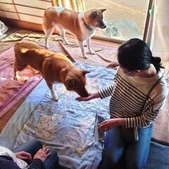 保護ハウスボランティア＆犬猫の預かりさん募集！ − 岡山県